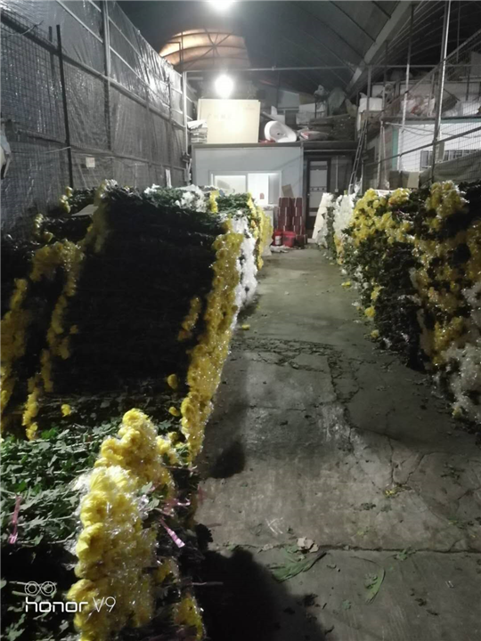 广州菊花批发