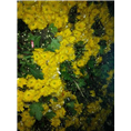 广州鲜花批发、广州菊花批发 