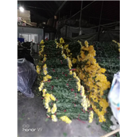 广州花草批发