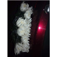 广州菊花批发1 