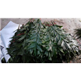 广州鲜花批发、广州菊花批发 