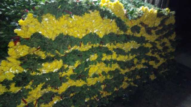 广州玫瑰价格，广州菊花价格、广州叶材价格 