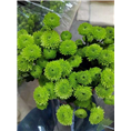 广州菊花批发5 
