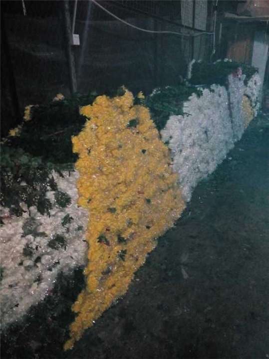 广州花草价格、广州鲜花批发市场在哪里 