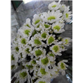 广州菊花批发 