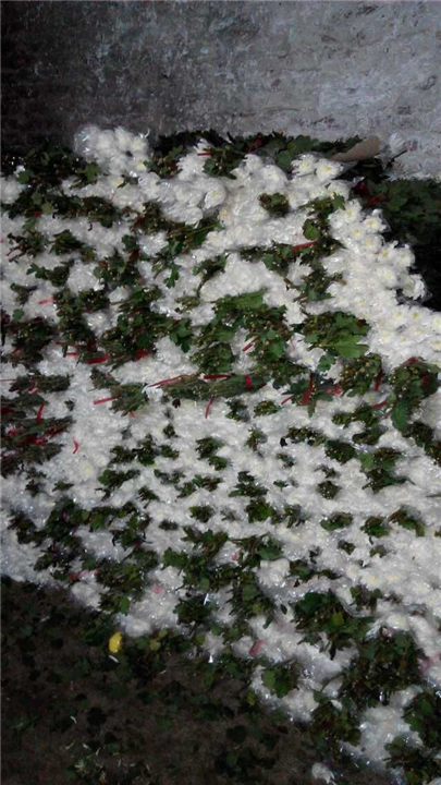 广州鲜花批发、广州菊花批发 