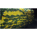 广州花草价格广州鲜花批发市场在哪里 