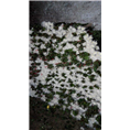 广州鲜花批发、广州菊花批发 