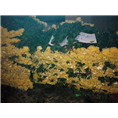 广州鲜花批发、广州菊花批发 