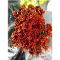 广州鲜花批发价格 