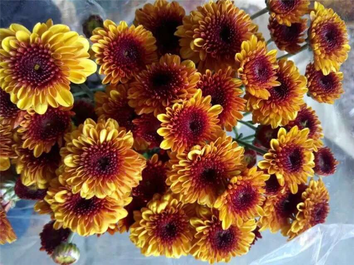 广州菊花批发、广州花草批发 