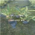 广东供应花叶良姜-广东花叶良姜批发