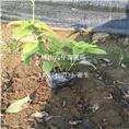 广东大花芦莉价格、广东大花芦莉基地