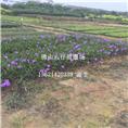 广州翠芦莉—中山翠芦莉—珠海翠芦莉批发