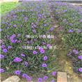 翠芦莉—广东翠芦莉—广东翠芦莉批发