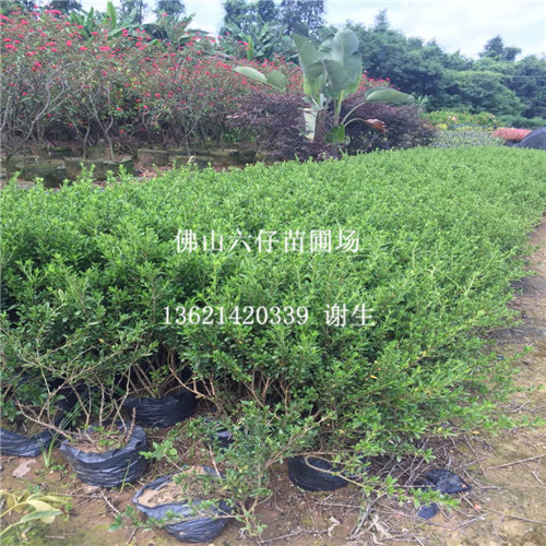 中山六月球-珠海六月球-广东六月球