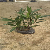 广东翠芦莉a佛山翠芦莉