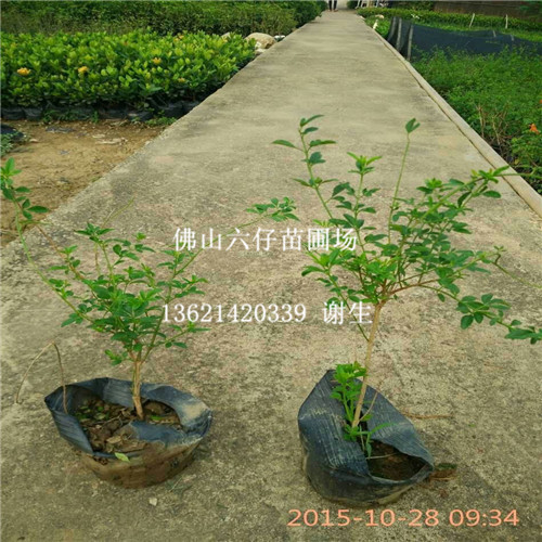 惠州黄素馨；东莞黄素馨；河源黄素馨批发