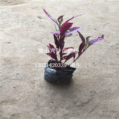 批发红宽草，佛山红宽草，佛山批发红宽草