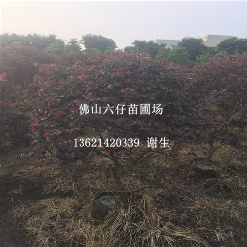 广东红继木球-佛山红继木球基地