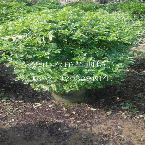 广东花叶连翘90*90球型 