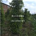 广东垂叶榕|佛山垂叶榕|佛山垂叶榕基地