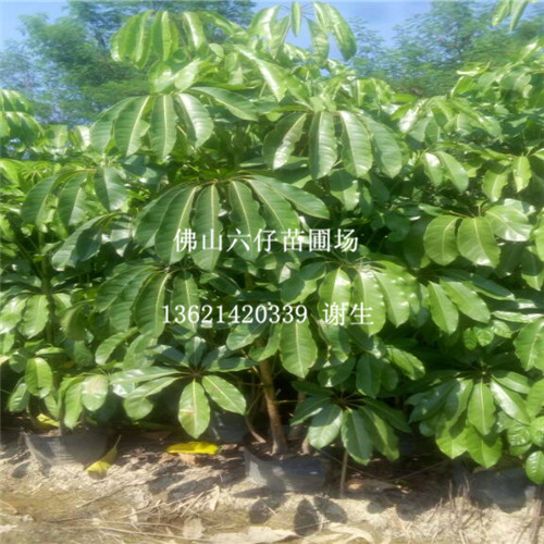 大叶伞，广东大叶伞，佛山大叶伞
