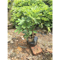 佛山鸭脚木出售，中山鸭脚木批发
