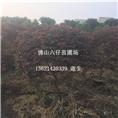 广东红继木球-佛山红继木球基地