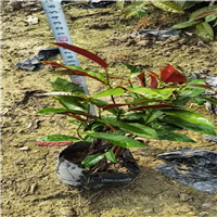 佛山红贝桂基地a广东红贝桂