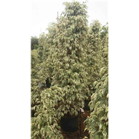 佛山星光榕出售，中山星光榕批发