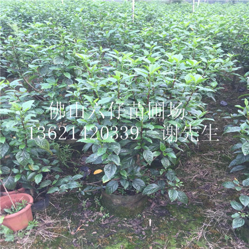 布袋大红花1米到1.2米高@佛山大红花 