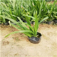 佛山剪刀兰a佛山鸢尾