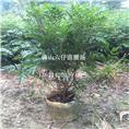 广东布袋红绒球供应\广东布袋红绒球