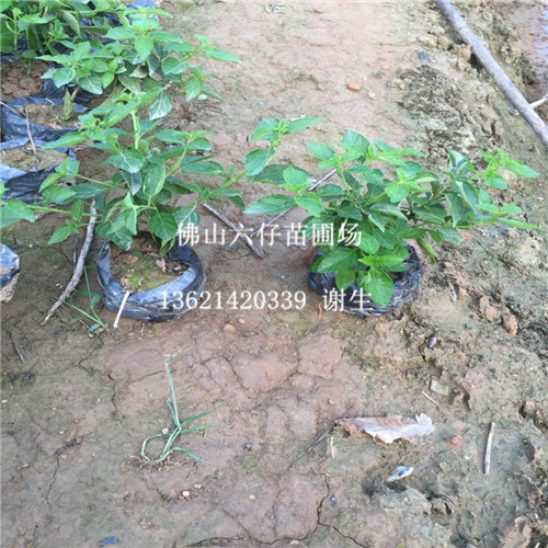 佛山黄花马英丹，广东黄花马英丹