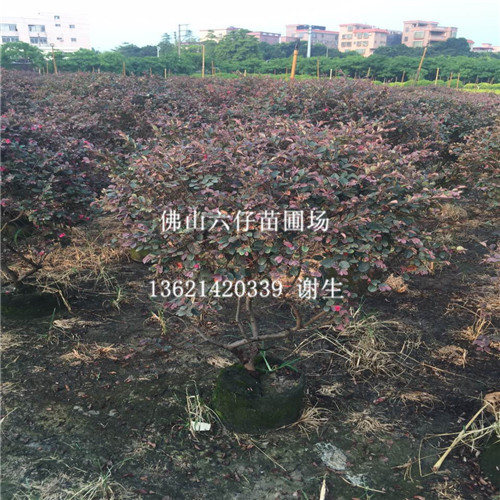批发红继木球-佛山批发红继木球