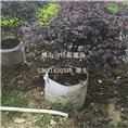 佛山红继木供应，佛山出售红继木