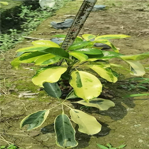 佛山花叶鸭脚木价格