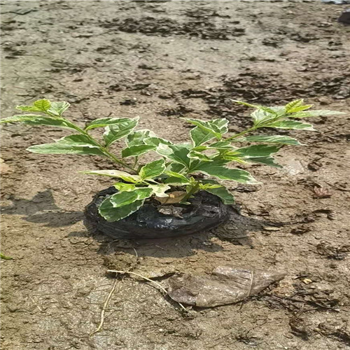 佛山花叶假连翘a批发花叶假连翘