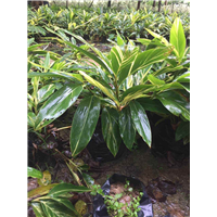 惠州哪里有花叶姜？佛山花叶姜价格