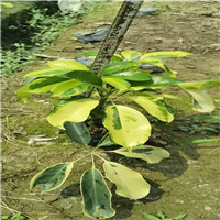 佛山花叶鸭脚木价格