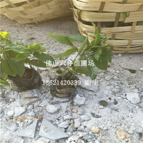 佛山大花芦莉批发、佛山供应大花芦莉