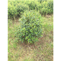 佛山野牡丹出售，中山野牡丹批发