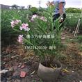 广东粉花夹竹桃、佛山粉花夹竹桃