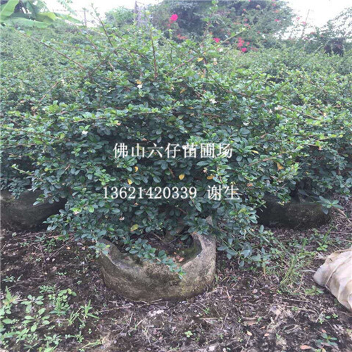佛山福建茶球，佛山福建茶球批发