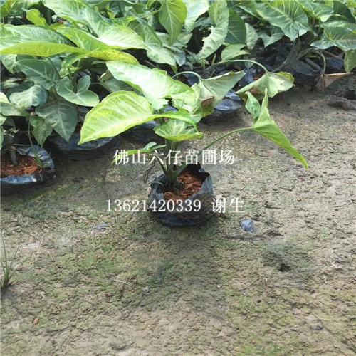 东莞花蝴蝶，广东花蝴蝶，广东批发花蝴蝶