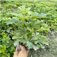 广州鸭脚木a佛山鸭脚木