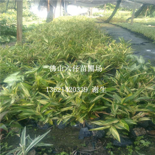 佛山花叶良姜-佛山批发花叶良姜