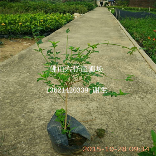 广东黄素馨；佛山黄素馨；佛山苗木