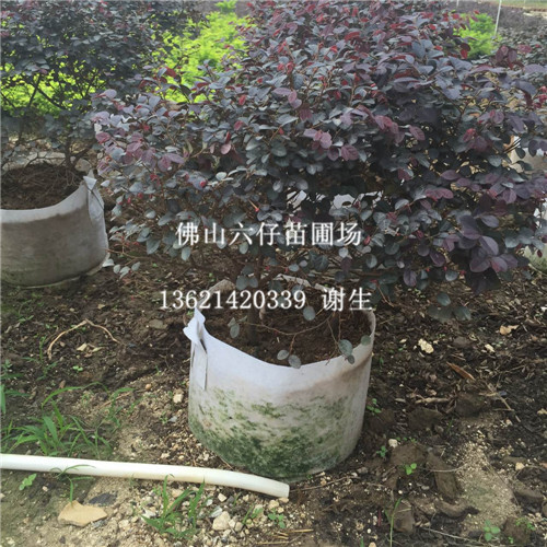 佛山红继木供应，佛山出售红继木